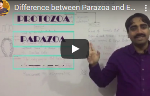 Thumbnail for AZ's Biology's Protozoa video