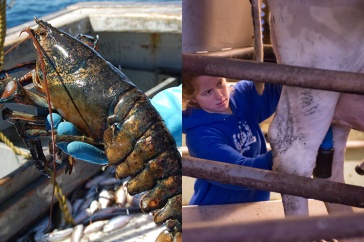 A photo showing a fisherman holding a lobster on the left and a UNH student milking a cow on the right
